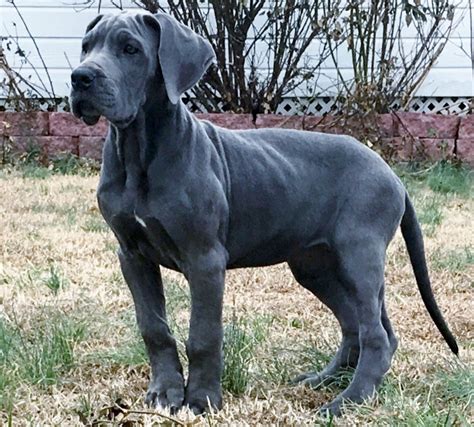 great danes for sale in sc|great dane puppies for sale sc.